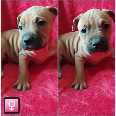 psi za udomljavanje: Pit bull štenci na prodaju Oštenjeni: 18.12.2025 Primili su prvu — 3