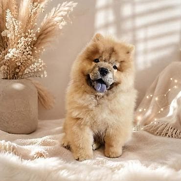angleški buldog: Predivan Chow Chow mužjak, star 3 meseca Otac : Bon Triumph Tik-Tok ( — 2