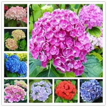 dihondra seme prodaja: Hortenzija seme
Cena:650din/5semenki — 8