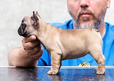 francuski buldog blue: French Buldog kennel Srcky's Fci 3759 oglasava vrhunsko leglo 3 zenke — 5
