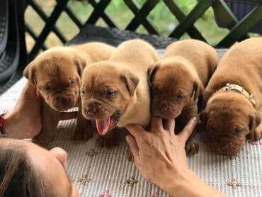 Životinje: Stenci Bordoska doge vrhunske krvne linije na prodaju ostenjeni — 4