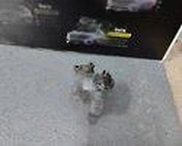 amortizer ford focus: ALTERNATOR 1.6 ZA FORD FOCUS OD 1998. DO 2005. GOD. | SMEDEREVSKA — 3
