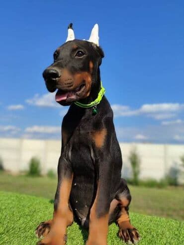 Psi: Doberman mužijaci Oštenjeni 25.05 Vakcinisani revakcinisani Šabac — 1