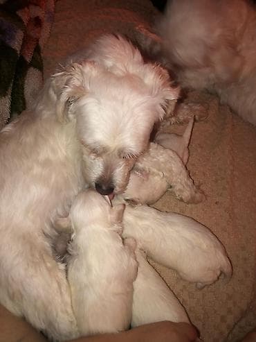 french bulldog psi: Na prodaju stenci maltezeri majka je mini otac patuljasti cistokrvni — 2