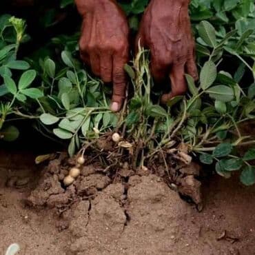 za dvoriste: Seme domaćeg kikirikija 🥜 Nije zahtevan i uz malo truda možete imati — 4