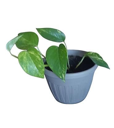 sobni kaktusi vrste: Pothos (Epipremnum aureum) u saksiji prečnika 15cm - Vrsta: sobna — 2
