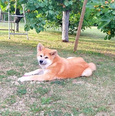 maltezer cena srbija: AKITA INU – VRHUNSKO FCI LEGLO | KUMA KAI KENNELS Odgajivačnica Kuma — 8