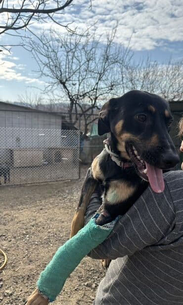 mesanac zlatnog retrivera i labradora: 🐾 HITNO TRAŽI DOM – LEPOSAVA, HEROINA IZ MIRIJEVA! 🐾 Leposava je — 5