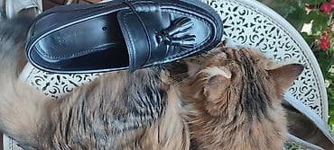 cipele zenske mokasine: Massimo Dutti br 37,ug23,kozne,visoki sjaj,preudobne,kao nove.Teget — 3