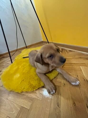 mini psi za stan: Mlado štene mešanca – ženka, kratkodlaka, toplobraon boje sa belim — 3