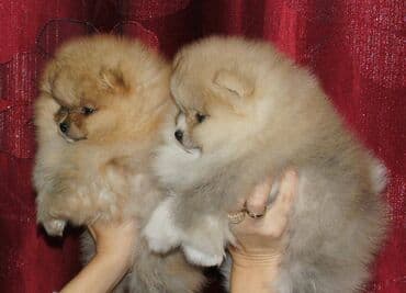 Psi: Pomeranac / Pomeranian / Boo štenci Ako ste odgovorna osoba i imate — 10