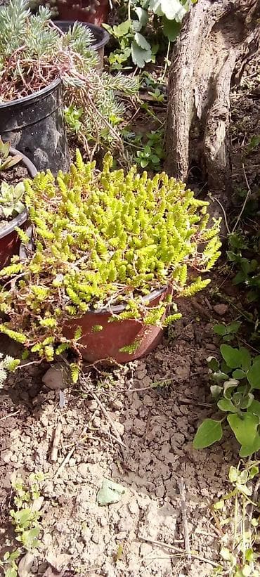 trake za spavanje: Sobne i ukrasne biljke u saksijama – više vrsta - Syngonium — 8