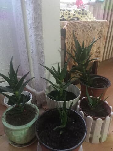 sobno cvece zamija cena: Aloe vera u saksijama – zdrave, dekorativne sukulente idealne za stan — 1