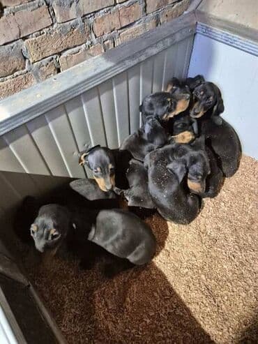 Cats: Jazavičar štenci U ponudi štenci jazavičara, starosti 2 meseca, dva — 4