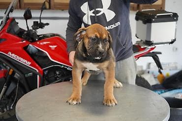 Psi: Sa ponosom predstavljamo vrhunske štence rase Južnoafrički mastif – — 10