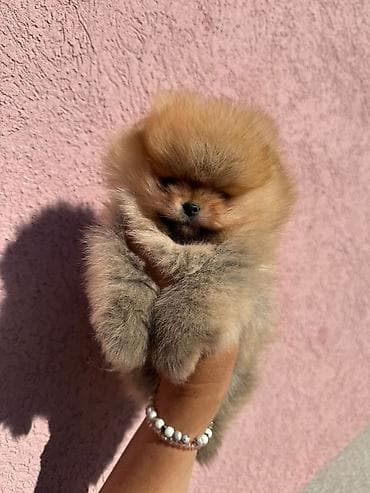 pas pomeranac slike: Dostupan decak — 3