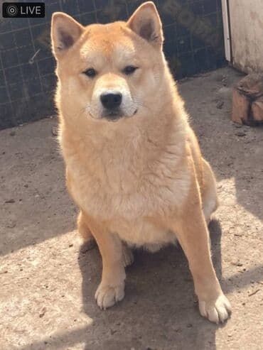 mali psi na poklon novi sad: Shiba inu stenci na prodaju, muskog i zenskog pola, crvene boje — 2