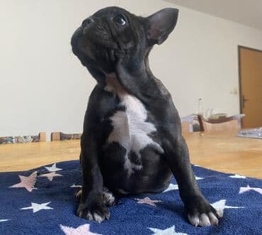 psi koji traze tartufe: Francuski buldog – štene - Rasa: francuski buldog - Boja: crna sa — 3