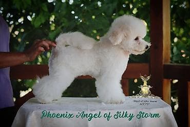 pas nis: Odgajivačnica kovrdžavih bišona Angel of Silky Storm, leglo „P“ 2 — 7