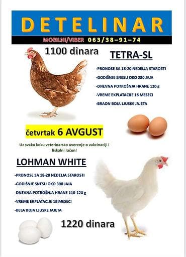 psi za dvoriste prodaja: Prodaja mladih nosilja – dve hibridne linije za visoku nosivost jaja — 1