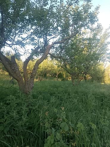 Voćnjak sa starijim stablima na blagoj padini - Ograđen zeleni pojas