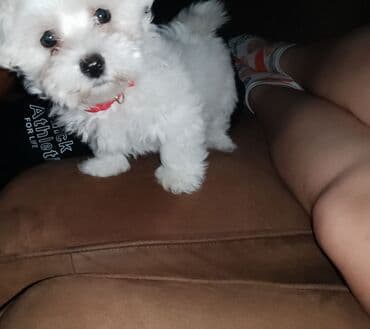 Akvariumi: Mali kućni ljubimac – štene bele, pahuljaste dlake (tipa — 3