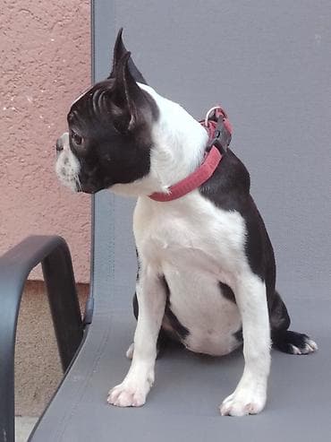 francoski buldog cena: Štene boston terijera, u ponudi ženka starosti 6 meseci. Idealna za — 6