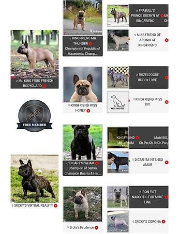 francuski buldog blue: French Buldog kennel Srcky's Fci 3759 oglasava vrhunsko leglo 3 zenke — 2
