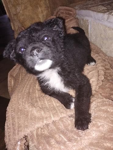 francuski buldog prodaja beograd: Beba Pulina se poklanja — 1