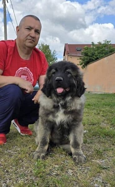 psi pomeranci na poklon: Kavkaski ovčar štenci Odgajivacnica Petar Veliki FCI 4469 sa preko — 5