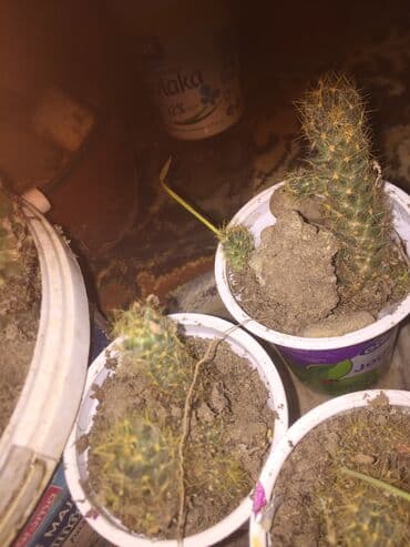 aloja kaktus: Kaktusi 100 dinara — 4