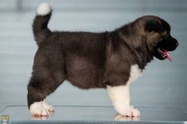 poklon psi: Američka Akita štenci Odgajivacnica TOP WINNER PUPPY sa ponosom — 3