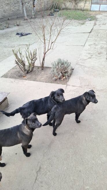 Na prodaju preslatki kučići mesanci malinoe i pulina.  Kučići su stari