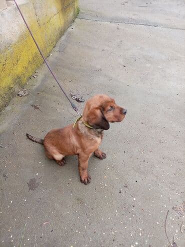 Alpski brak jazavicar jednog muziaka odgovaram na poruke ova je cena — 4