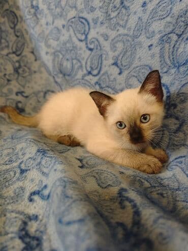 Cats: Dostupno sijamsko mače muškog pola, naviknuto na kućne uslove, naučeno — 7