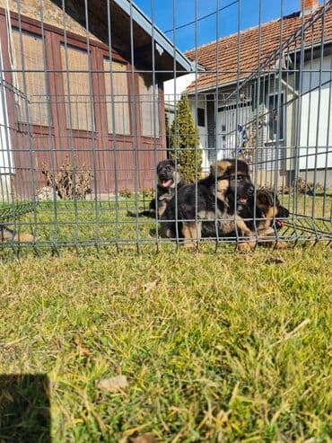 Životinje: Odgajivacnica Nemackih Ovcara Winner Line iz Kraljeva predstavlja — 9