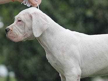 sorcamajicatorbica na poklon: Legle dogo argentino štenaca Sa ponosom predstavljamo vrhunsko leglo — 9