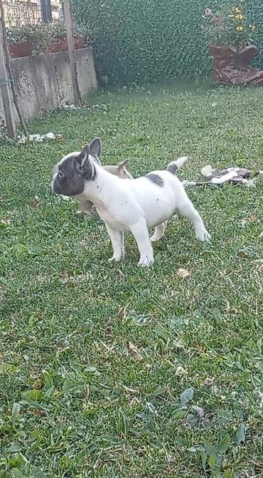 štenci pudle: Francuski buldog štenci egzoticnih boja veseli umiljati strucno — 2