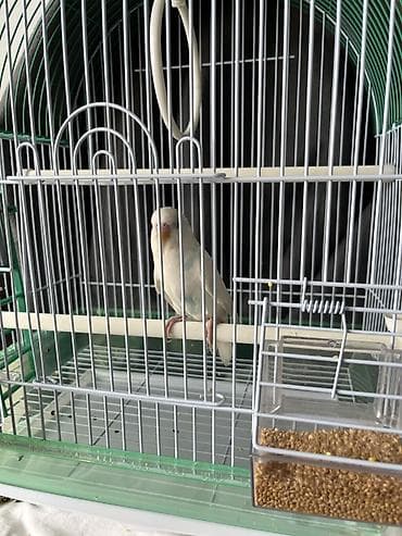 povodac za ptice: Na prodaju Agaponis Tigrica (Albino) Starost: 3 meseca Osobine — 4