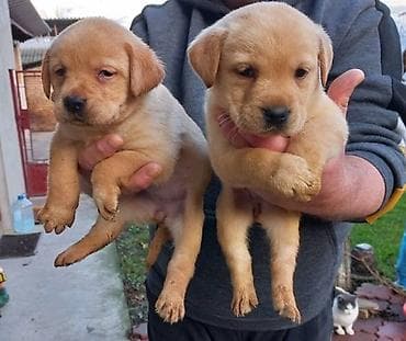 Labrador štenci na prodaju u žutoj i crnoj boji, oba pola u ponudi