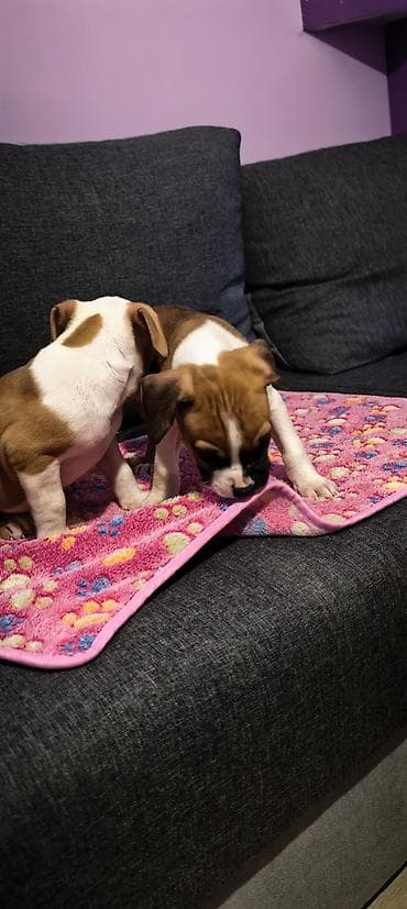 Dogs: Štenci Američkog staforda izložbenog potencijala . Sve informacije na — 4