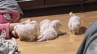 Domaće životinje: Stenci mini maltezera ostenjeni 28.11.2025 2 muska i 3 zenke  Iz — 2