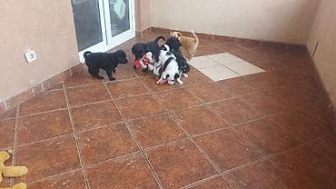 malinoa 5 meseci: Poklanjam 5 štenaca, stara 3 meseca, majka Border koli. Štanci se — 4