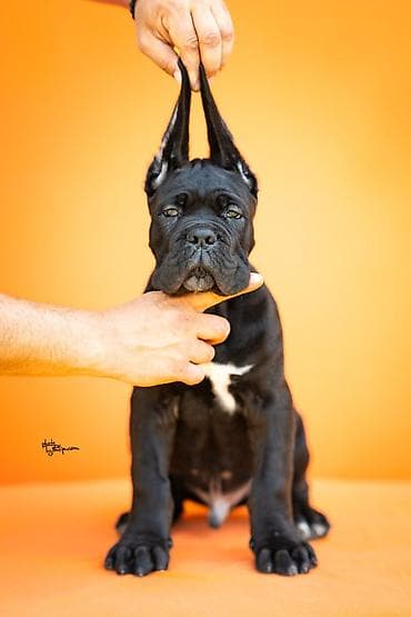 Sa zadovoljstvom predstavljamo novo leglo Cane Corso štenaca iz na lalafo.rs Sa zadovoljstvom predstavljamo novo leglo Cane Corso štenaca iz