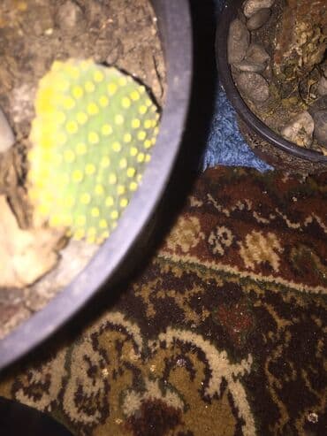 aloja kaktus: Kaktusi 100 dinara — 3