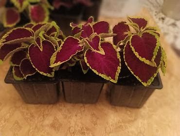 Ukrasna sobna biljka – Koleus (Coleus blumei) u saksiji - Sorte sa