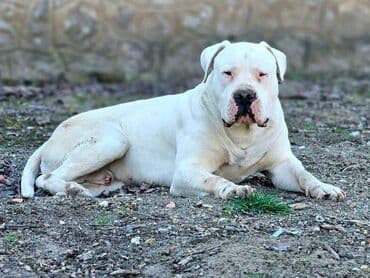 bela i buldozi: Slobodan za parenje!! Mužijak Dogo Argentino, izuzetno kvalitetnog — 2