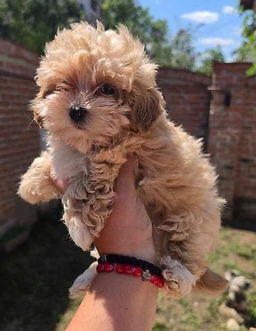 tata vidi prase: Maltipoo bebe Registrovana odgajivacnica Hopy queen pudle predstavlja — 4