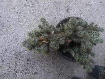 decije sobe za devojcice: Kaktusi — 1