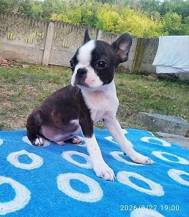 boo dog: U ponudi dva dečaka Boston terijera. Traže novi dom. Veoma povoljno — 7